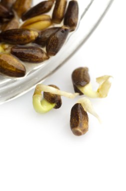 süt thistle lahanası