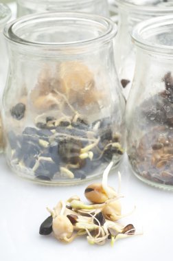 filizlenmişti tohumları