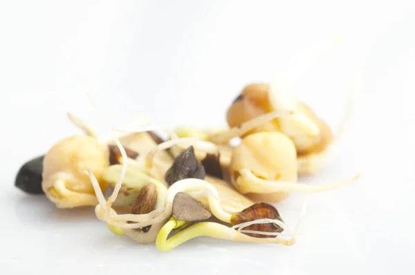 Semințe încolțite — Fotografie, imagine de stoc
