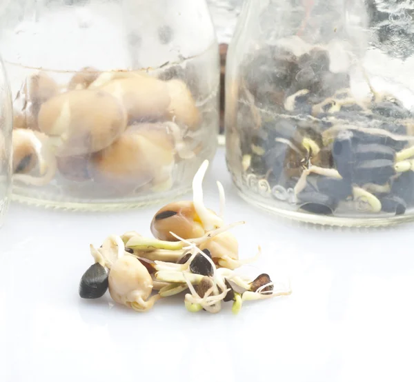 Sprouted seeds — Stock Photo, Image