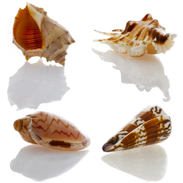 Seashells collection — Stock Photo, Image