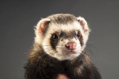 Polecat clipart