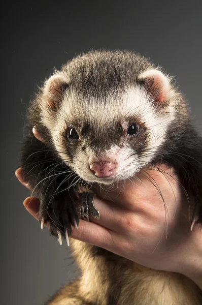 Cute polecat on hands — Stock Photo, Image