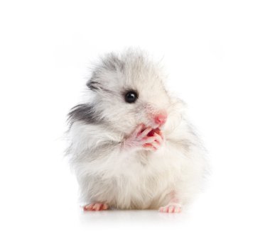 suriyeli hamster