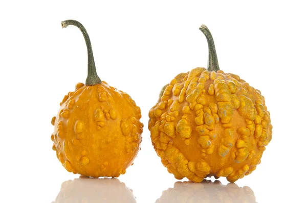Two Pumpkins — Stock Photo, Image