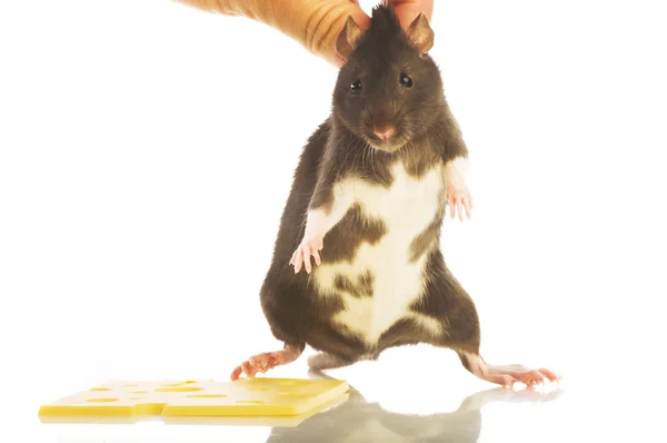 Black rat and cheese — Stock Photo, Image