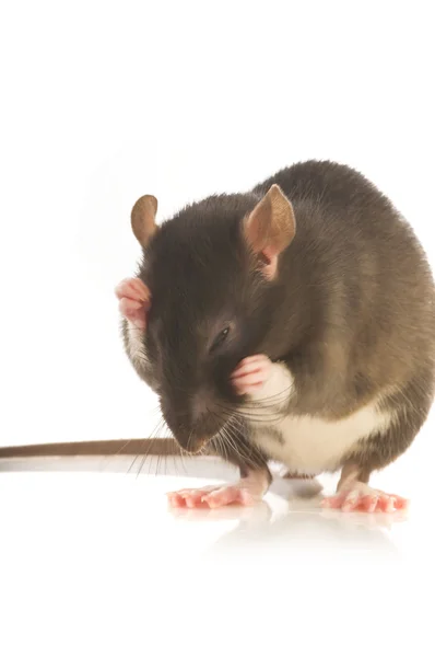 Svart råtta — Stockfoto