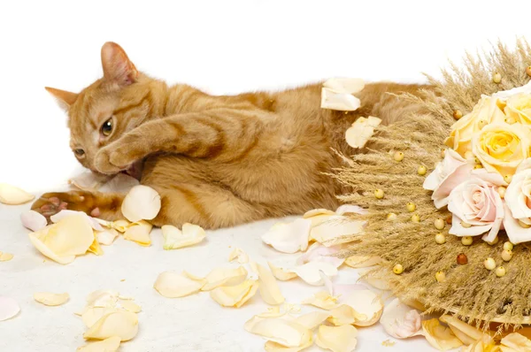 Kat met bloemboeket — Stockfoto
