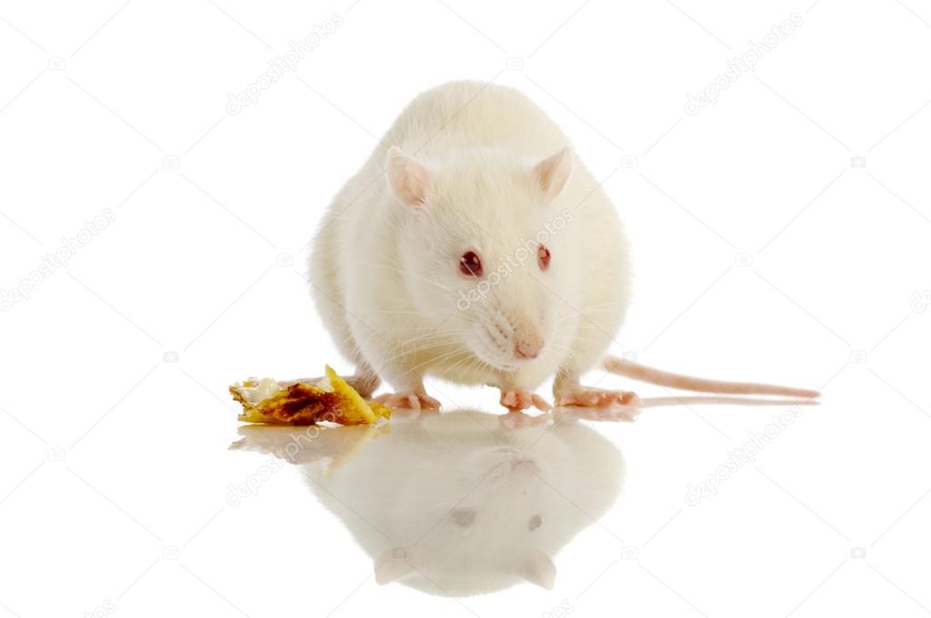 Souris Blanche Images Libres De Droit Photos De Souris Blanche Depositphotos Souris Blanche Images Libres De Droit Photos De Souris Blanche Depositphotos