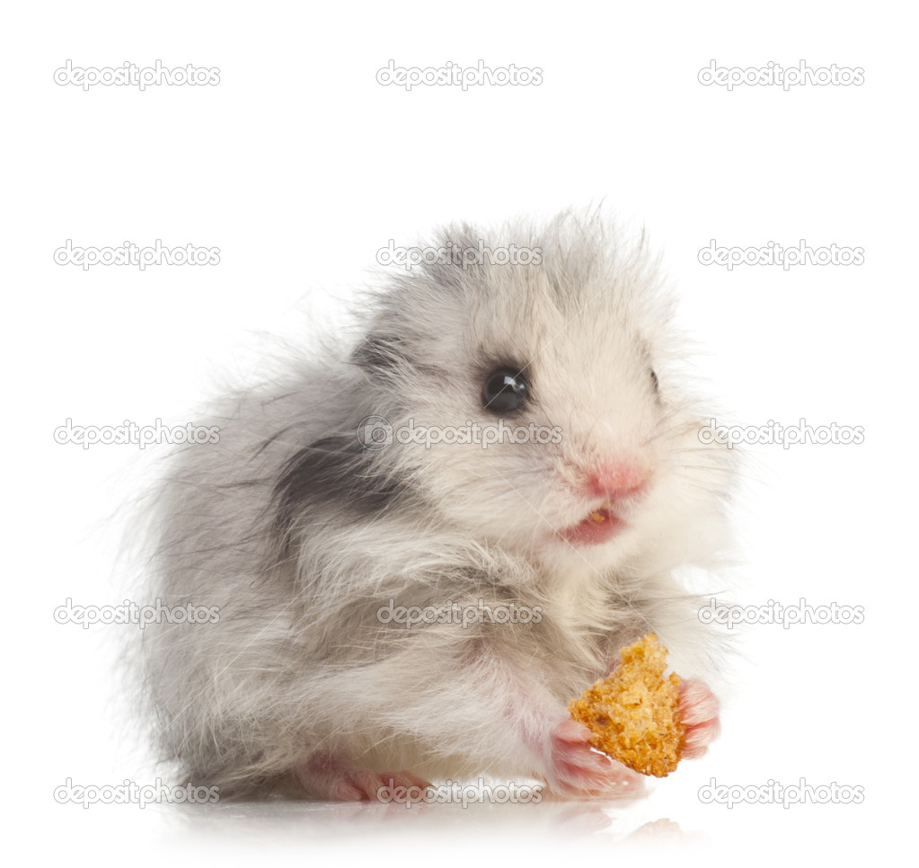 Small Syrian hamster