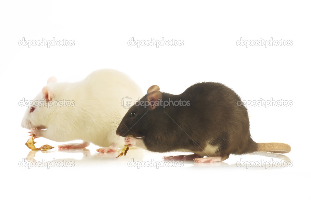 Two mice eating — Stock Photo © nankaphoto 29737769