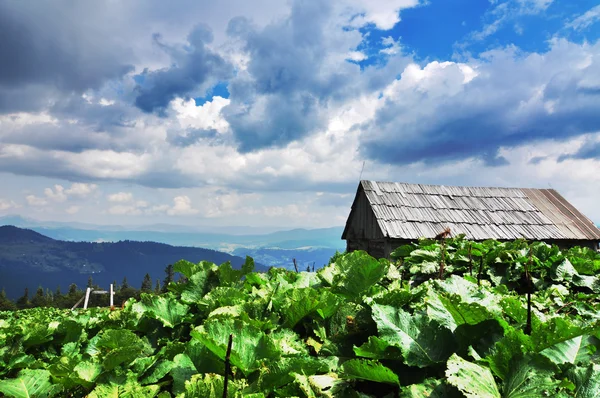Paysage des montagnes des Carpates — Photo gratuite