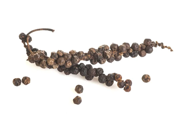 インドの黒胡椒の 2 つの分岐 — ストック写真