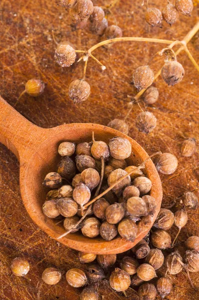 Heap coriander seeds — Free Stock Photo