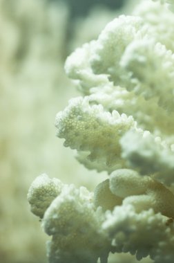 White Coral clipart
