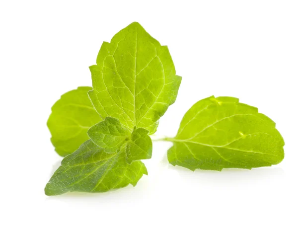 Fresh mint leaves — Stock Photo, Image