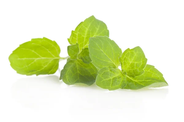 Зелене листя м'яти — стокове фото