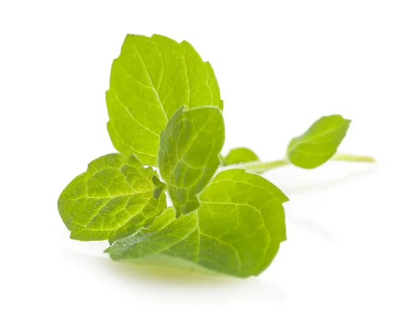 緑のミントの葉 — ストック写真