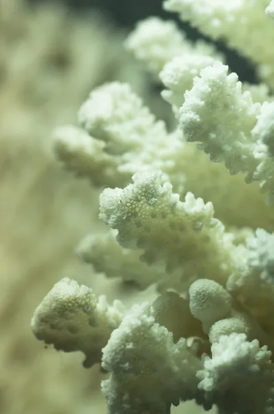 Coral under vattnet — Gratis stockfoto