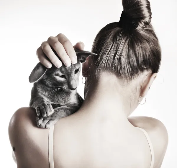 Gato de Shorthair oriental em um ombro — Fotografia de Stock