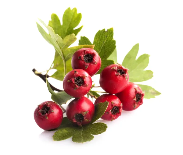 Herbal medicine: Branch of crataegus berries — Stock Photo, Image