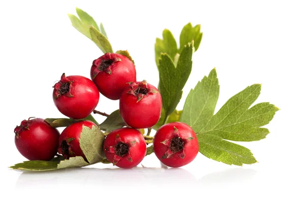 Herbal medicine: Hawthorn berries — Stock Photo, Image