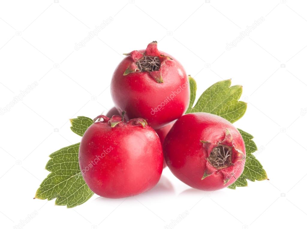 Herbal medicine: Red crataegus berries