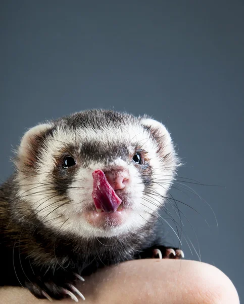 Schattig ferret likken — Gratis stockfoto