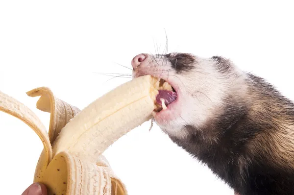 Хорек кусающий банан — стоковое фото