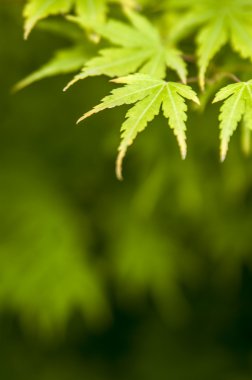 taze Japon akçaağaç yaprakları