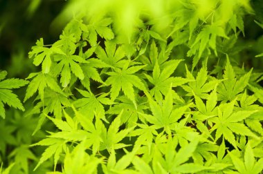 Japon akçaağaç yeşil yaprakları yakın çekim