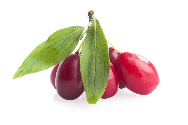 Cornel med gröna blad — Stockfoto