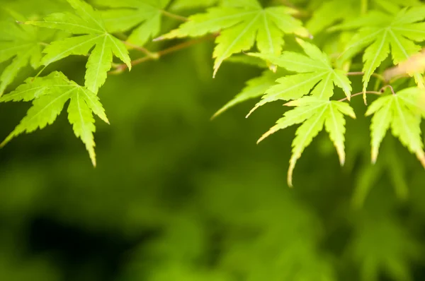 Крупный план листьев японского клена — стоковое фото