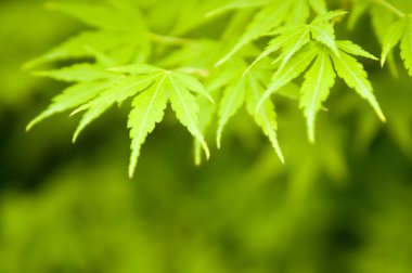 Japon akçaağaç (dolunay akçaağaç)