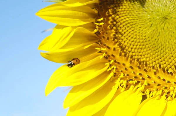 Ladybird ayçiçeği üzerinde — Stok fotoğraf