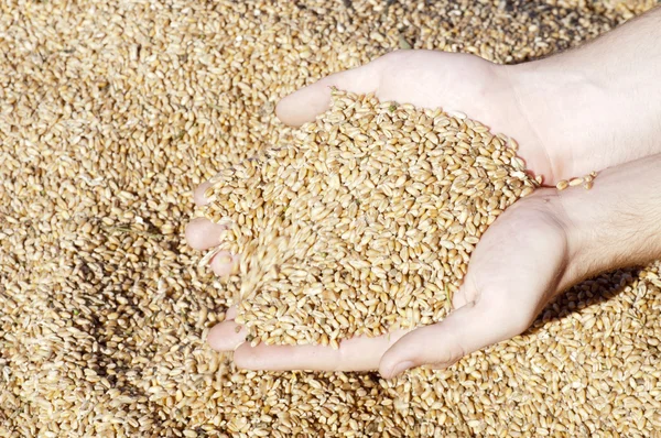 Grains of wheat in hands — Stock Photo, Image