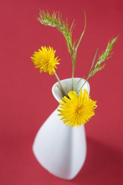 Dandelions ve yeşil buğday