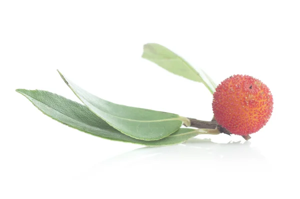 Arbutus med blad — Stockfoto