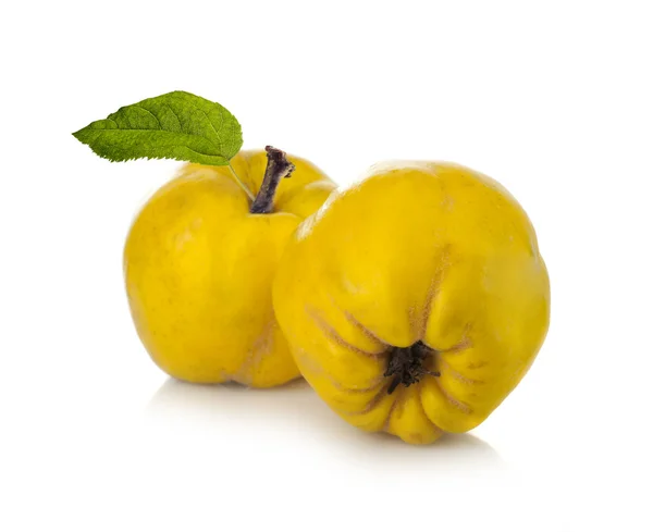 Two quince fruit — Stock Photo, Image