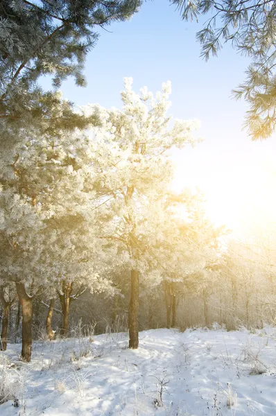 겨울 삼림의 햇살 — 스톡 사진