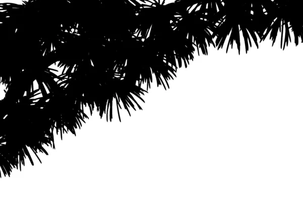 Silhouette of Christmas cedar — Stock Photo, Image