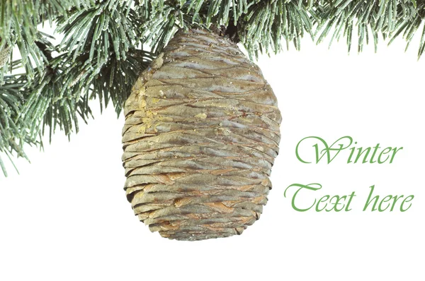 Spar-kerstboom met grote ceder kegel achtergrond — Stockfoto