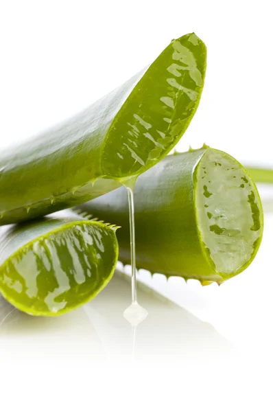 Pozsgás aloe vera növény — Stock Fotó