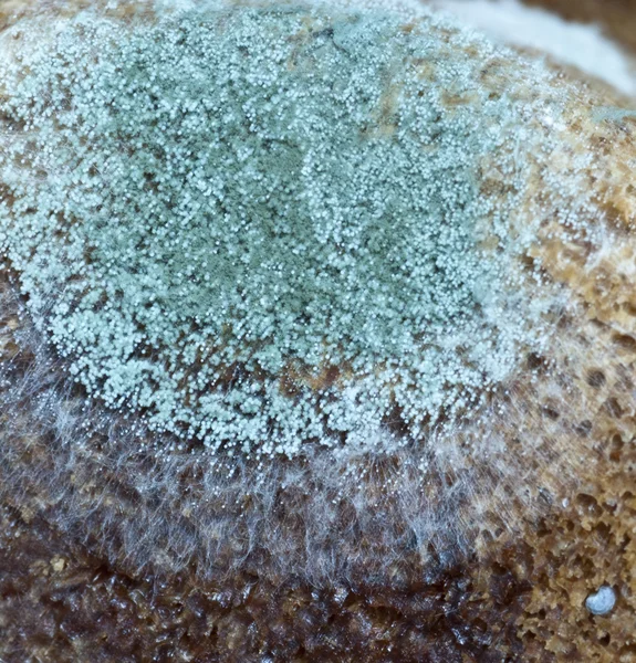 Mould on the bread — Stock Photo, Image