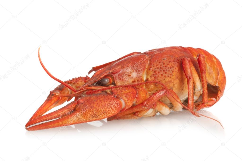 One red boiled crawfish