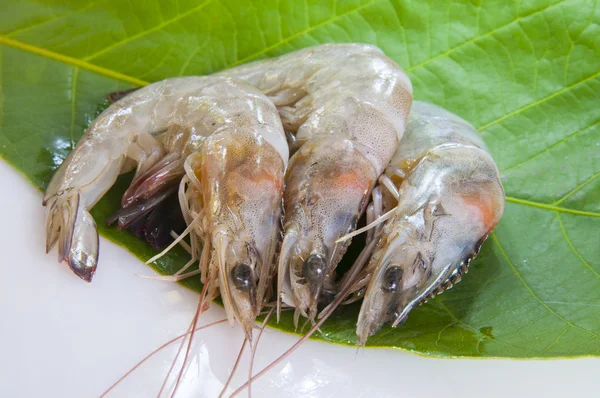 三鲜大虾 — 图库照片