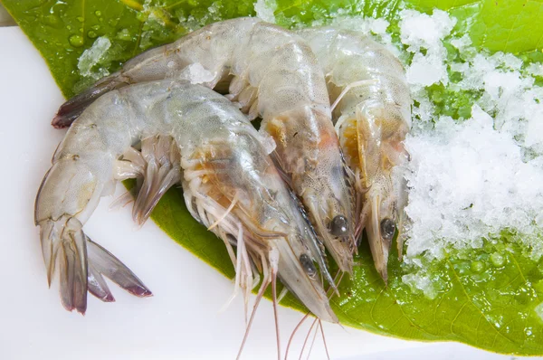 Camarones grandes congelados — Foto de Stock