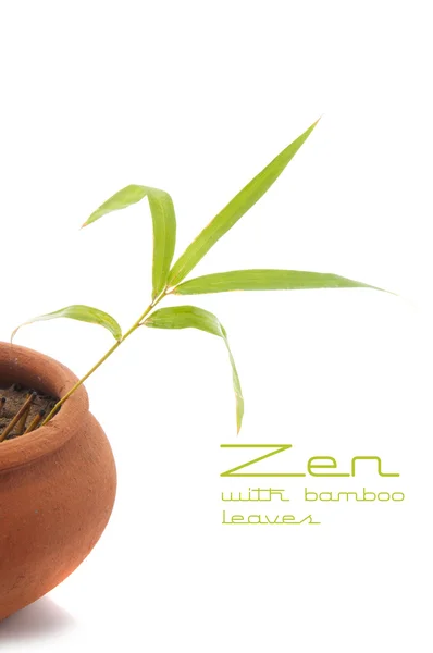 Zen bamboo leaves in clay pot — Stock Photo, Image