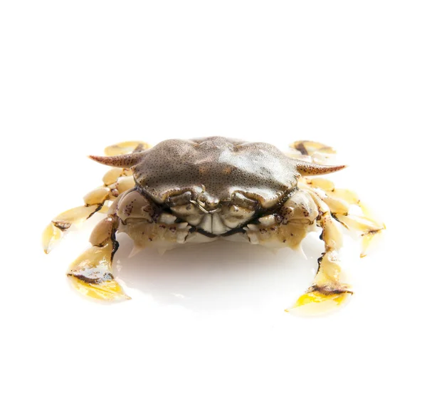 Crabe énorme — Photo