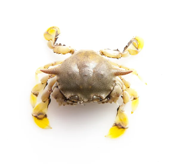 大螃蟹 — 图库照片